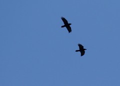 Corvus corax kamtschaticus