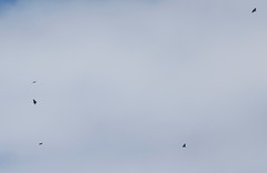 Corvus corax kamtschaticus