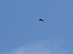 Corvus corax kamtschaticus