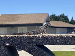 Sceloporus occidentalis