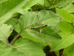 Paramastax rosenbergi