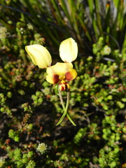 Diuris conspicillata