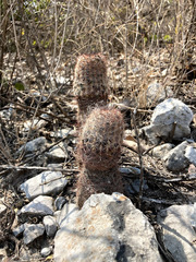 Echinocereus armatus