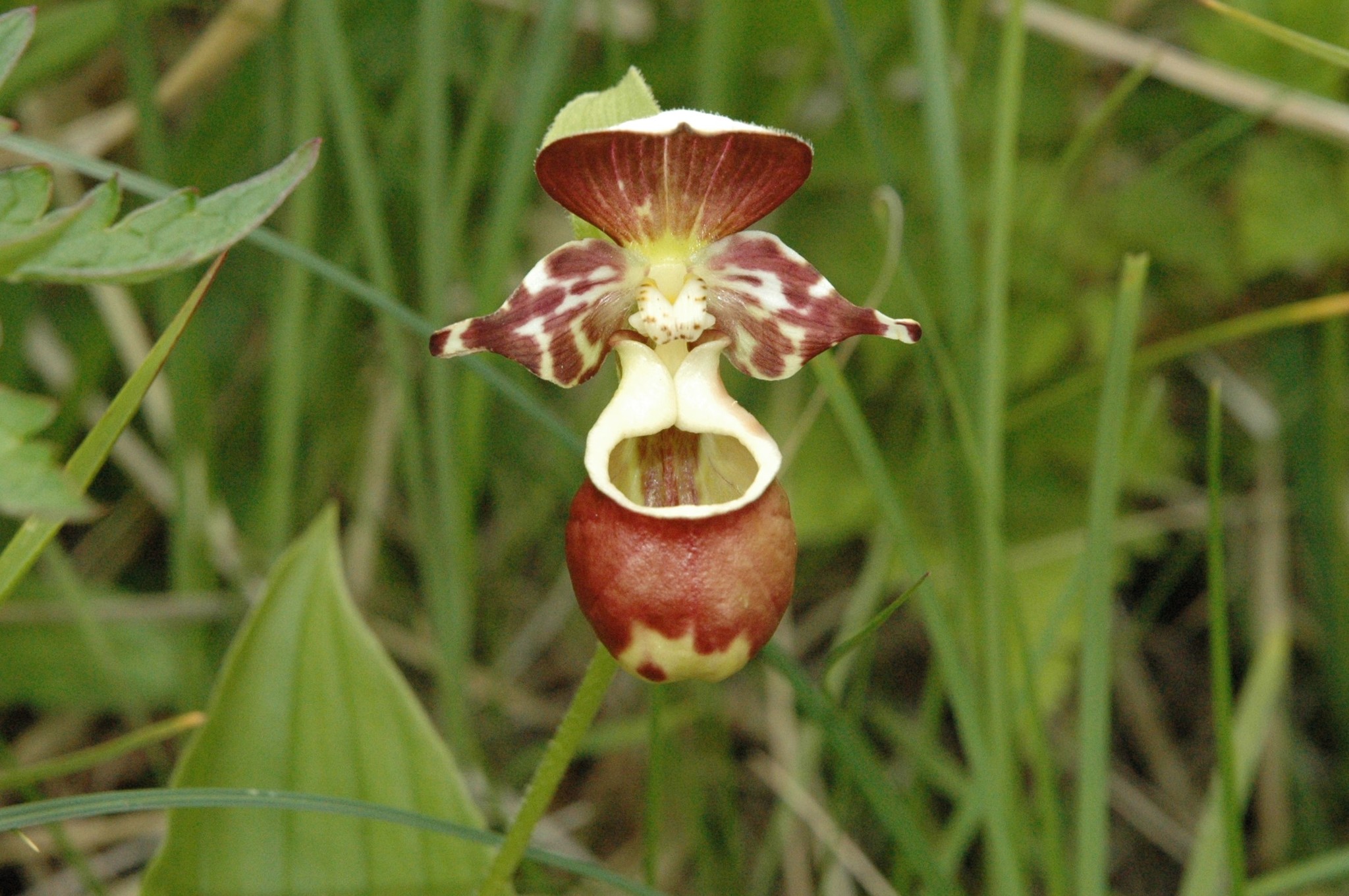 Cypripedium X alaskanum