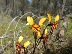 Diuris brachyscapa