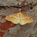 Scarce Umber Moth - Photo (c) Nigel Voaden, some rights reserved (CC BY)