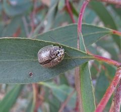 Paropsisterna decolorata