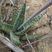 Gasteria carinata carinata - Photo (c) Petra Broddle,  זכויות יוצרים חלקיות (CC BY-NC), הועלה על ידי Petra Broddle