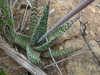 Gasteria carinata carinata - Photo (c) Petra Broddle, some rights reserved (CC BY-NC), uploaded by Petra Broddle