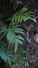 Phanerophlebia