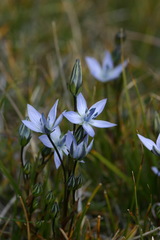 Lomatogonium carinthiacum