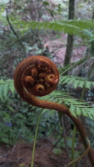 Lophosoria