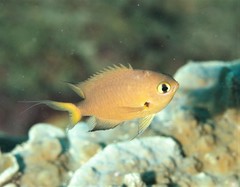 Pycnochromis atripes