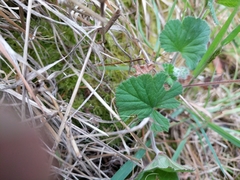 Pelargonium australe