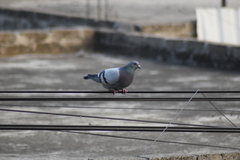 Columba livia