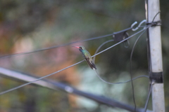 Cynanthus latirostris