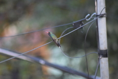 Cynanthus latirostris