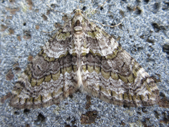 Esakiopteryx volitans