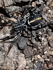 Nyssus