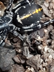 Nyssus