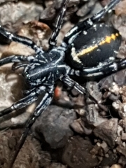 Nyssus