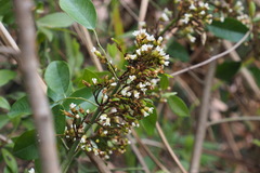 Dalbergia benthamii