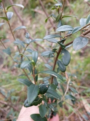 Pimelea drupacea