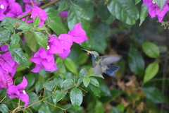 Cynanthus latirostris