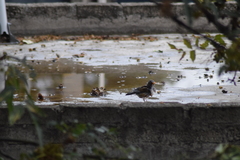 Turdus rufopalliatus