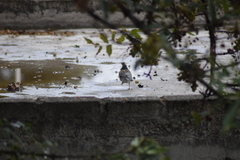 Turdus rufopalliatus