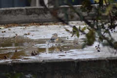 Turdus rufopalliatus