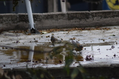 Turdus rufopalliatus