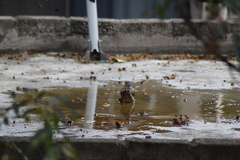 Turdus rufopalliatus