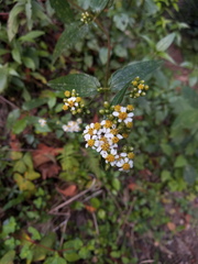 Alloispermum integrifolium