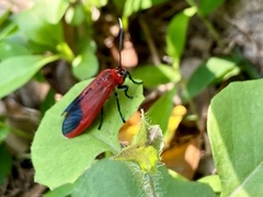Phauda flammans