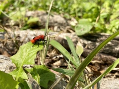 Phauda flammans