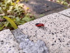 Phauda flammans