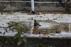 Turdus rufopalliatus