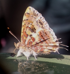 Catapaecilma major