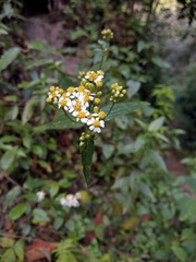 Alloispermum integrifolium