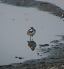 Charadrius placidus