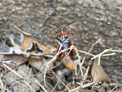 Phauda flammans