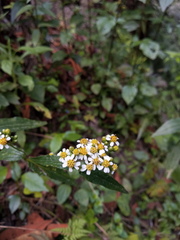 Alloispermum integrifolium