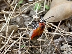 Phauda flammans