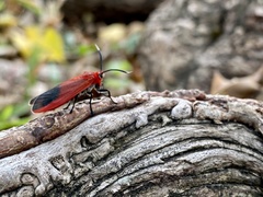 Phauda flammans
