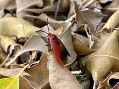 Phauda flammans