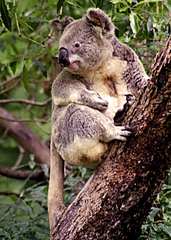 Phascolarctos cinereus