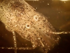 Crangon franciscorum