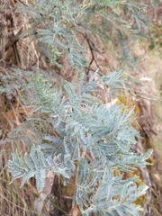 Acacia dealbata dealbata