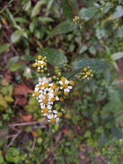 Alloispermum integrifolium